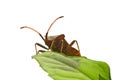 Stinkbug on the green leaf