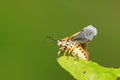 stinkbug on green leaf Royalty Free Stock Photo