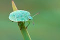 Stinkbug on green leaf in the wild