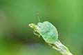 Stinkbug on green leaf in the wild