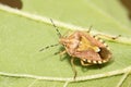 stinkbug on green leaf Royalty Free Stock Photo