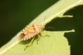 stinkbug on green leaf Royalty Free Stock Photo