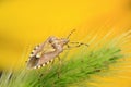 stinkbug on green leaf Royalty Free Stock Photo