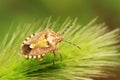 stinkbug on green leaf Royalty Free Stock Photo