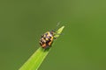 stinkbug on green leaf Royalty Free Stock Photo