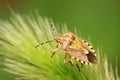stinkbug on green leaf Royalty Free Stock Photo