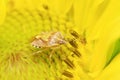 stinkbug on green leaf Royalty Free Stock Photo