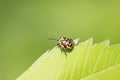 stinkbug on green leaf Royalty Free Stock Photo