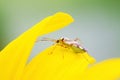 stinkbug on green leaf Royalty Free Stock Photo