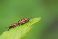 stinkbug mating on green leaf Royalty Free Stock Photo