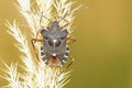 Stinkbug Royalty Free Stock Photo