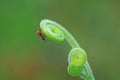 stinkbug on plant leaves in nature, North China Plain Royalty Free Stock Photo
