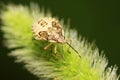 stinkbug on plant Royalty Free Stock Photo