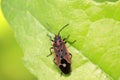 stinkbug on plant Royalty Free Stock Photo