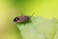 stinkbug on plant Royalty Free Stock Photo