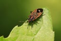 stinkbug on plant Royalty Free Stock Photo