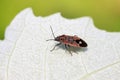 stinkbug on plant Royalty Free Stock Photo