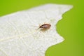 stinkbug on plant Royalty Free Stock Photo