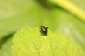 stinkbug on plant Royalty Free Stock Photo