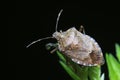 stinkbug on plant Royalty Free Stock Photo