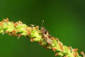 stinkbug on plant Royalty Free Stock Photo