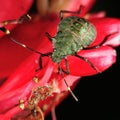 Stinkbug on red flower Royalty Free Stock Photo