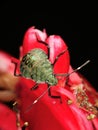 Stinkbug on red flower Royalty Free Stock Photo