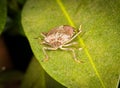 Stinkbug or shield bug on leaf of plant Royalty Free Stock Photo