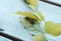 Stinkbugs mating on a leaf - reproduction