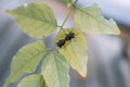 Stinkbugs mating on a leaf - reproduction