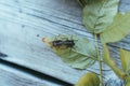 Stinkbugs mating on a leaf - reproduction