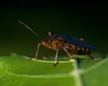 Stinkfly Pentatoma rufipes