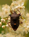 Stinkfly Pentatoma rufipes