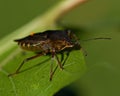 Stinkfly Pentatoma rufipes