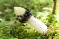 Stinkhorn and of fly Royalty Free Stock Photo