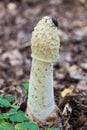 Stinkhorn mushroom Royalty Free Stock Photo