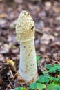 Stinkhorn mushroom with a fly and a mosquito Royalty Free Stock Photo