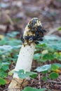 Stinkhorn mushroom Royalty Free Stock Photo