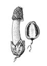 Stinkhorn mushroom illustration, drawing, engraving, line art