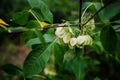 Stinking ash, wafer ash Royalty Free Stock Photo