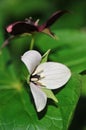 Stinking Benjamin, Trillium erectum Royalty Free Stock Photo