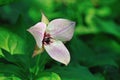 Stinking Benjamin, Trillium erectum Royalty Free Stock Photo