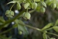 Stinking hellebore flowers