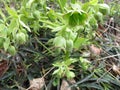 Stinking hellebore with flowers in mixed forest