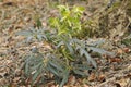 Stinking Hellebore - Helleborus foetidus