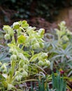 Stinking Hellebore Helleborus foetidus flowers