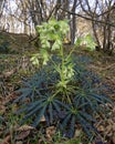 Stinking Hellebore