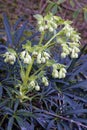 Stinking Hellebore