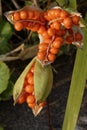 Stinking Iris