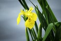 Stinking Iris, Bright Yellow Flower